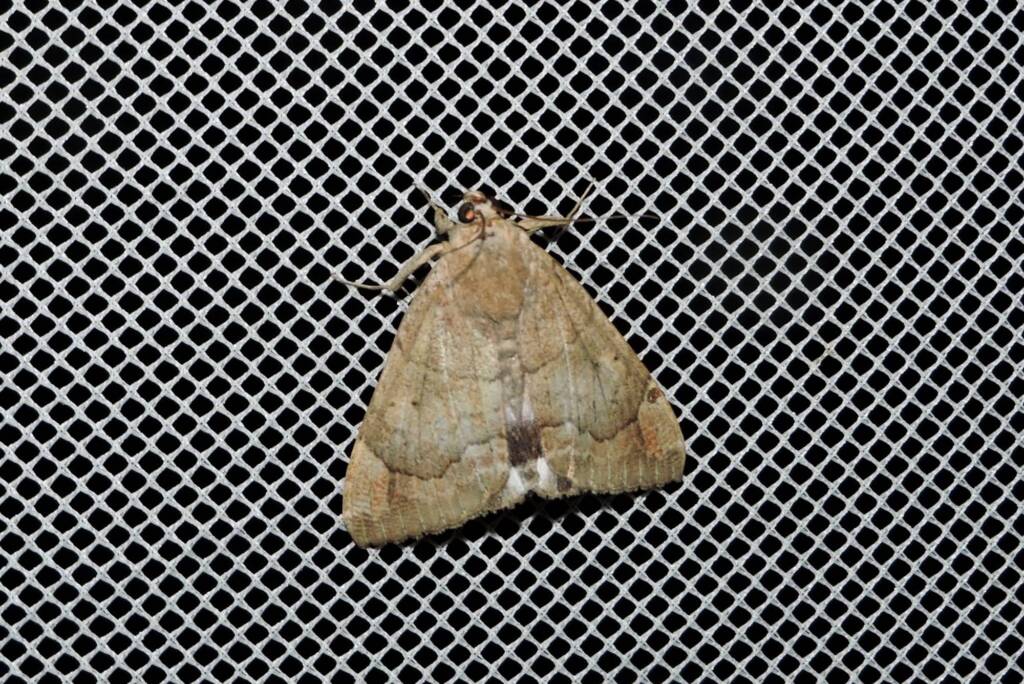 Aechaea janata, Yalgorup S F / Yalgorup National Park WA © Paul Kay