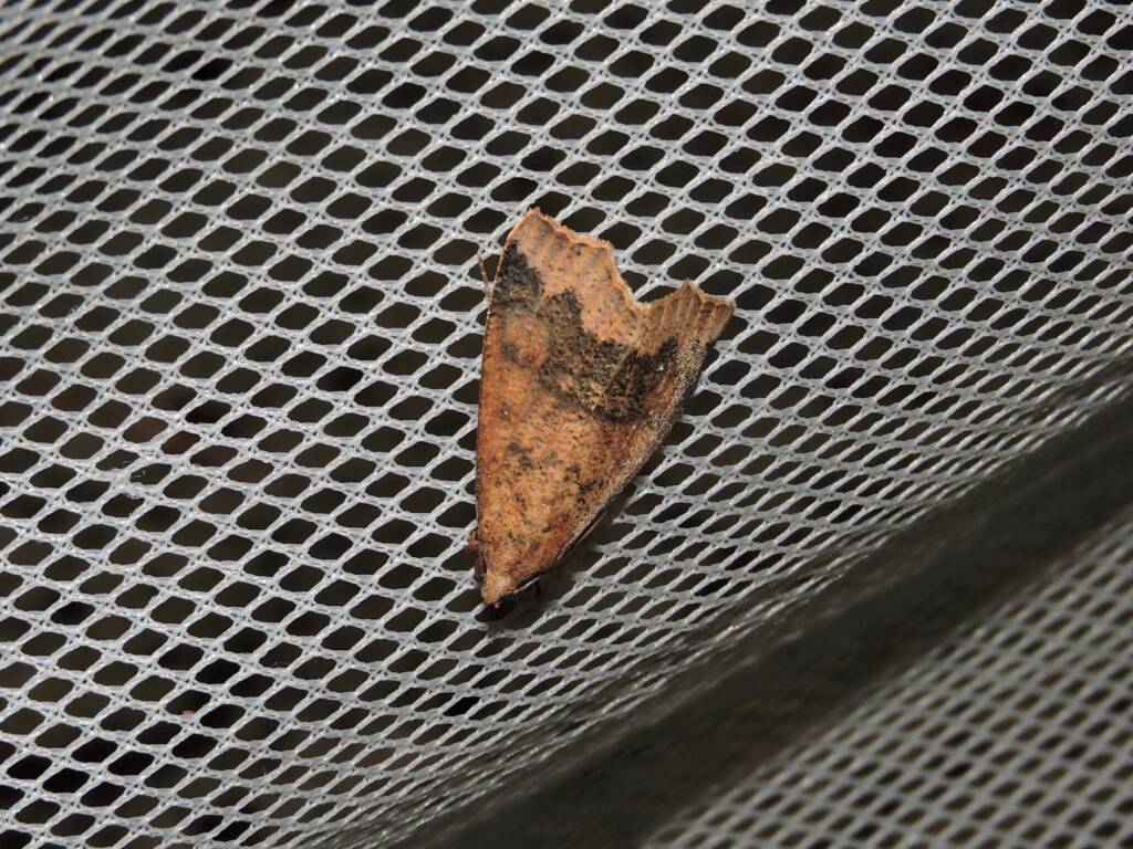 Anomis definata, Yalgorup S F / Yalgorup National Park WA © Paul Kay