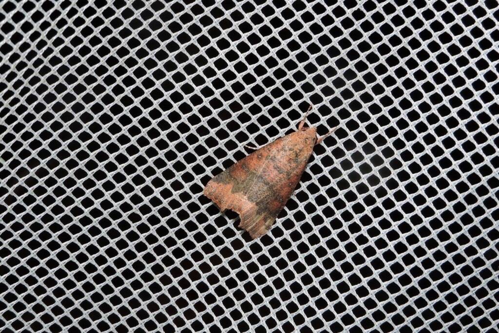 Anomis definata, Yalgorup S F / Yalgorup National Park WA © Paul Kay