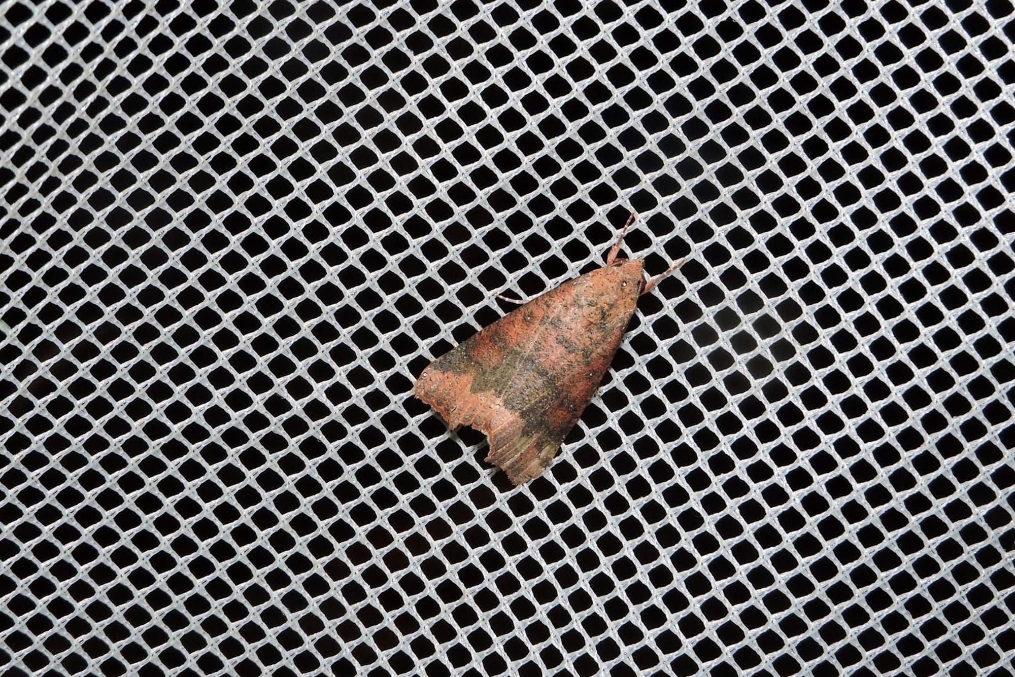 Anomis definata, Yalgorup S F / Yalgorup National Park WA © Paul Kay