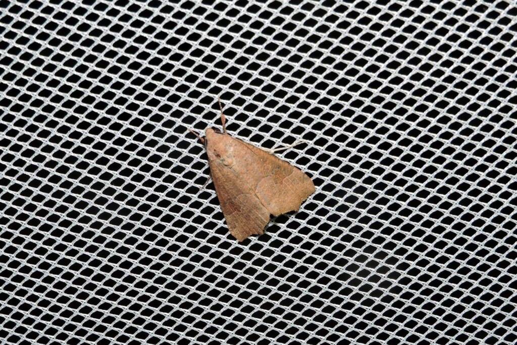 Anomis definata, Yalgorup S F / Yalgorup National Park WA © Paul Kay