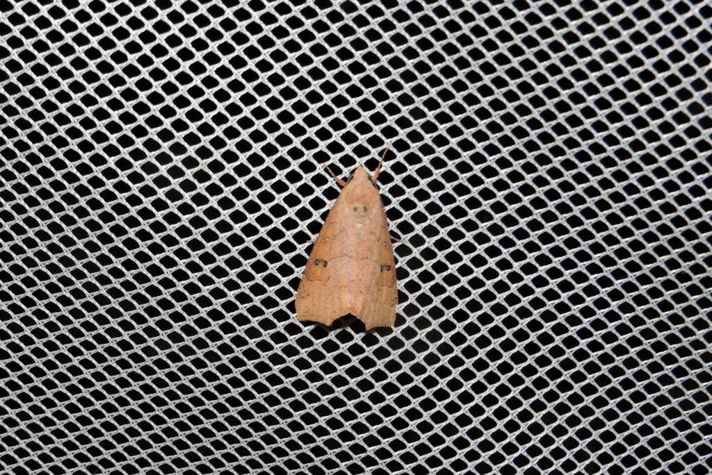 Anomis definata, Yalgorup S F / Yalgorup National Park WA © Paul Kay