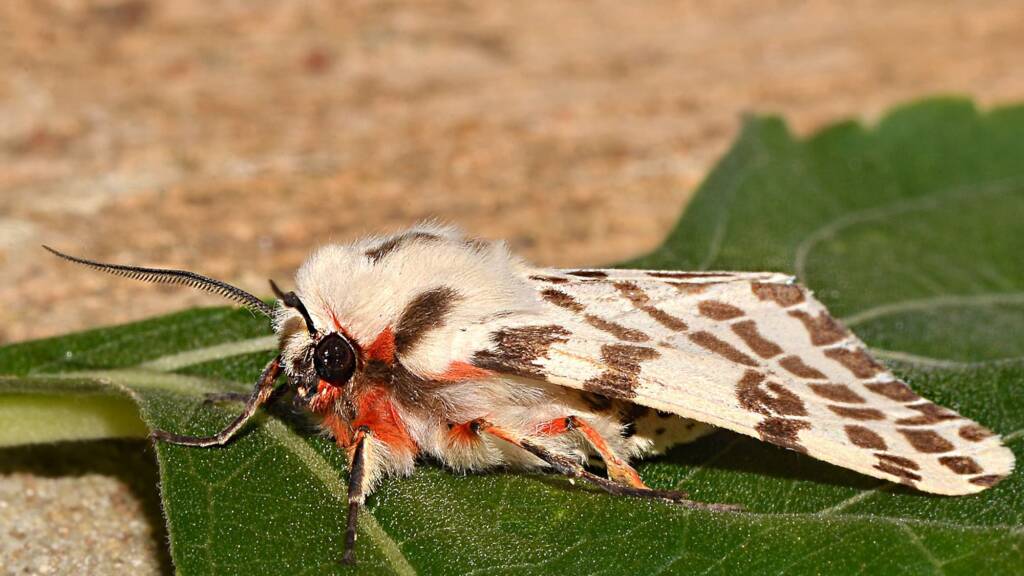 Ardices glatignyi, Swan View WA © Jean and Fred Hort
