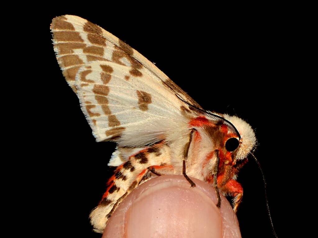 Ardices glatignyi, Swan View WA © Jean and Fred Hort