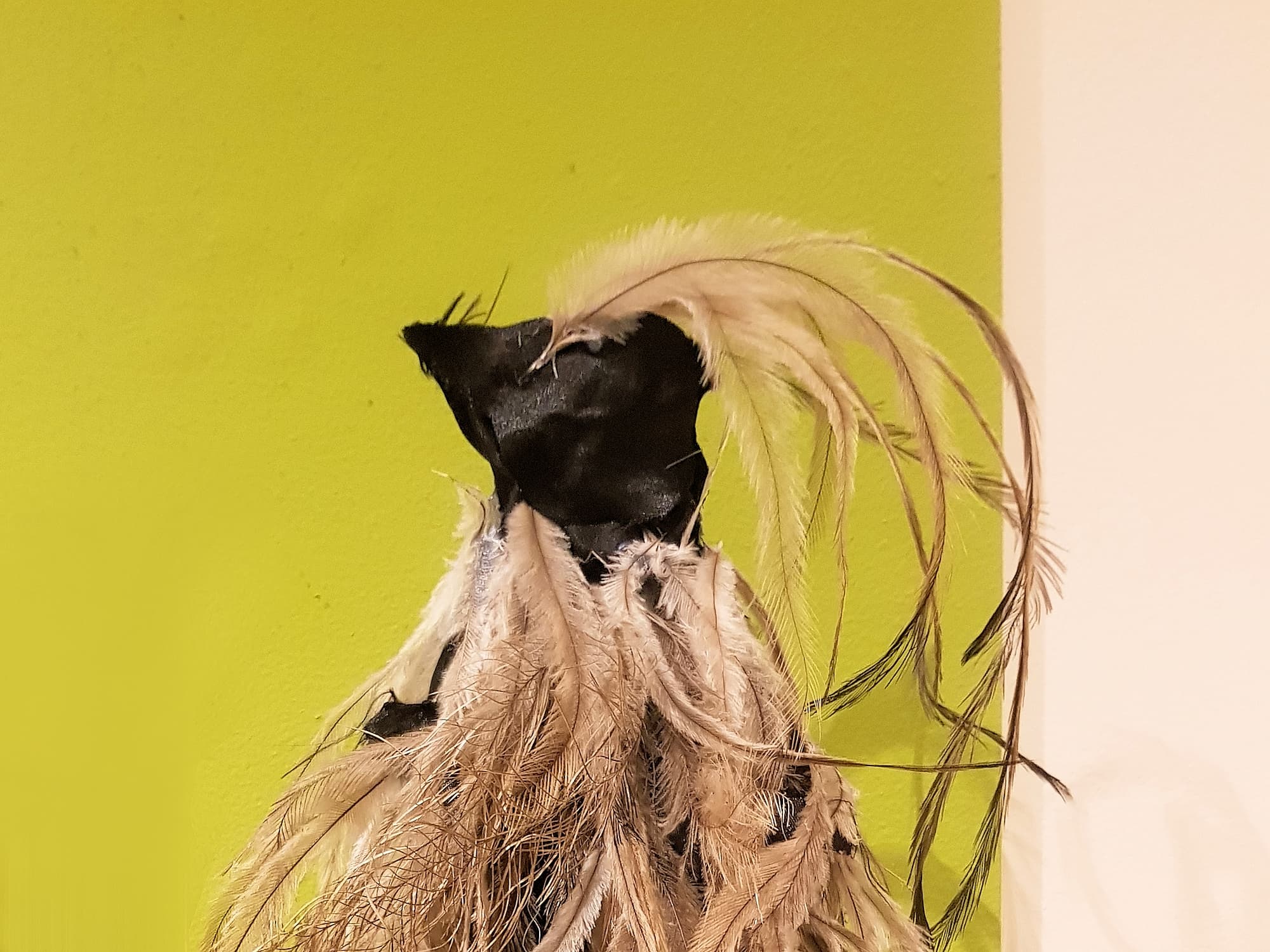 Black Birddddd, by Jack Taylor, Loak Newman Phoenix Castle, (Alice Springs Steiner School) - Alice Springs Beanie Festival 2024