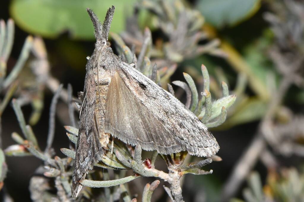 Austropaschia porrigens (Pyralid Snout Moth), Flint WA © Jean and Fred Hort