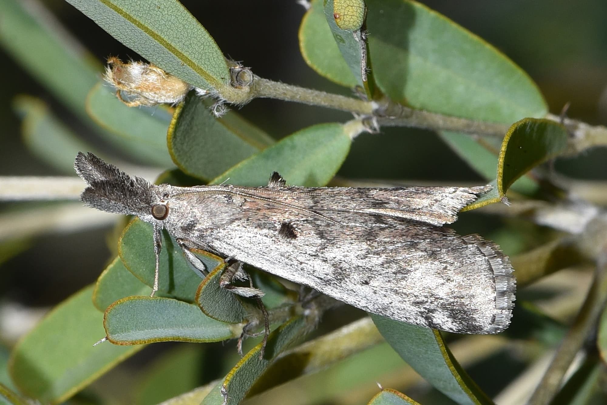 Austropaschia porrigens (Pyralid Snout Moth), Flint WA © Jean and Fred Hort