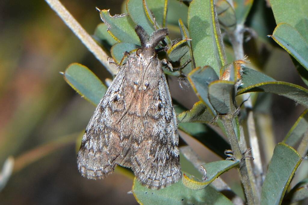Austropaschia porrigens (Pyralid Snout Moth), Flint WA © Jean and Fred Hort