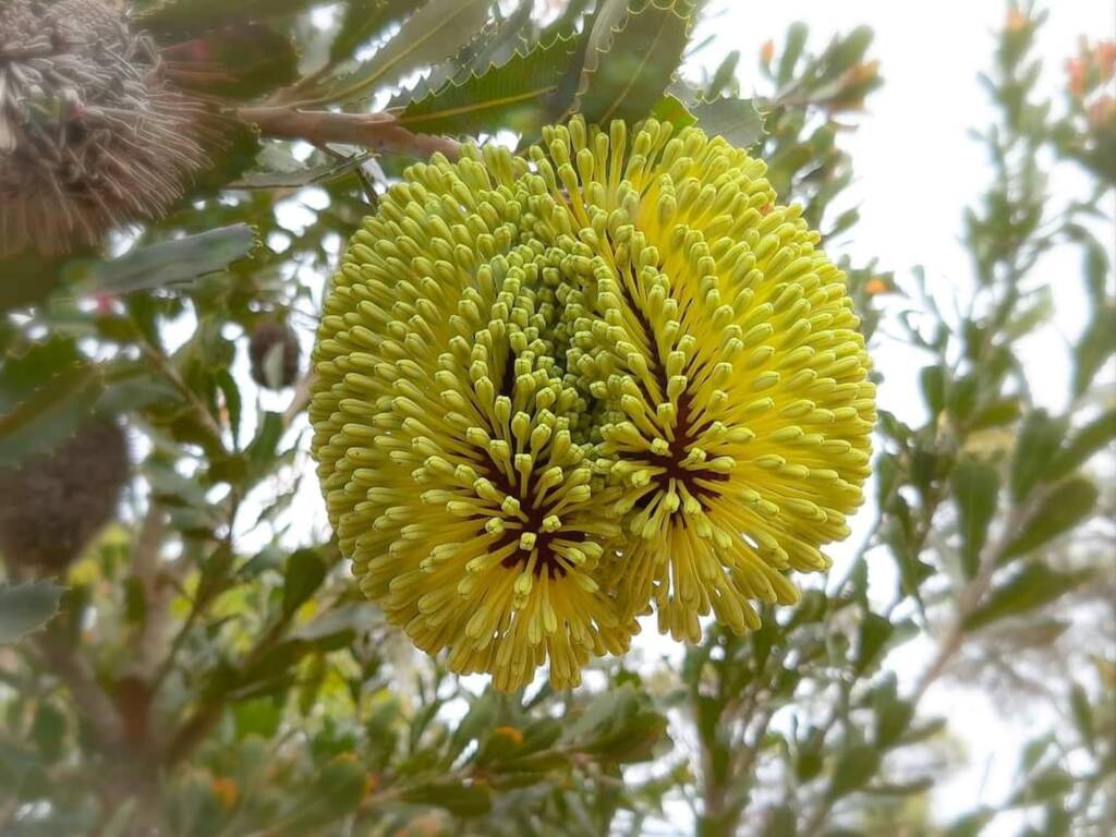 Banksia lemanniana (Yellow lantern Banksia), Stirling Range NP / Sth Coast WA © Terry Dunham