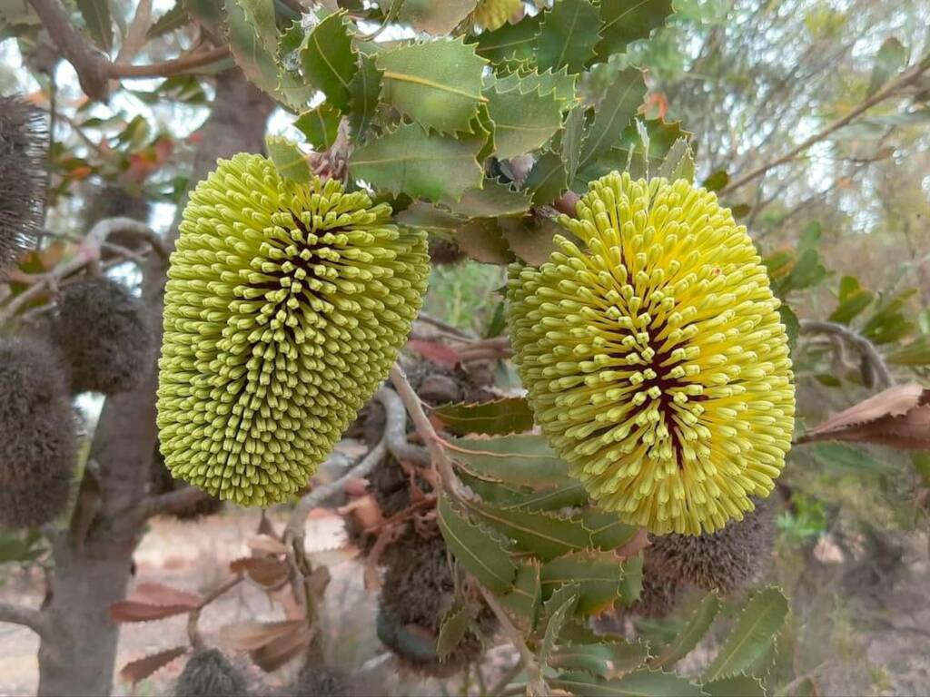 Banksia lemanniana (Yellow lantern Banksia), Stirling Range NP / Sth Coast WA © Terry Dunham