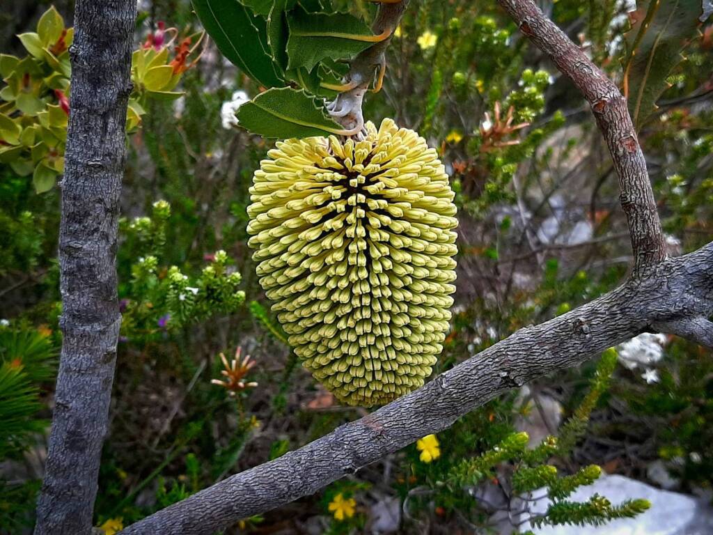 Banksia lemanniana (Yellow lantern Banksia), Stirling Range NP / Sth Coast WA © Terry Dunham