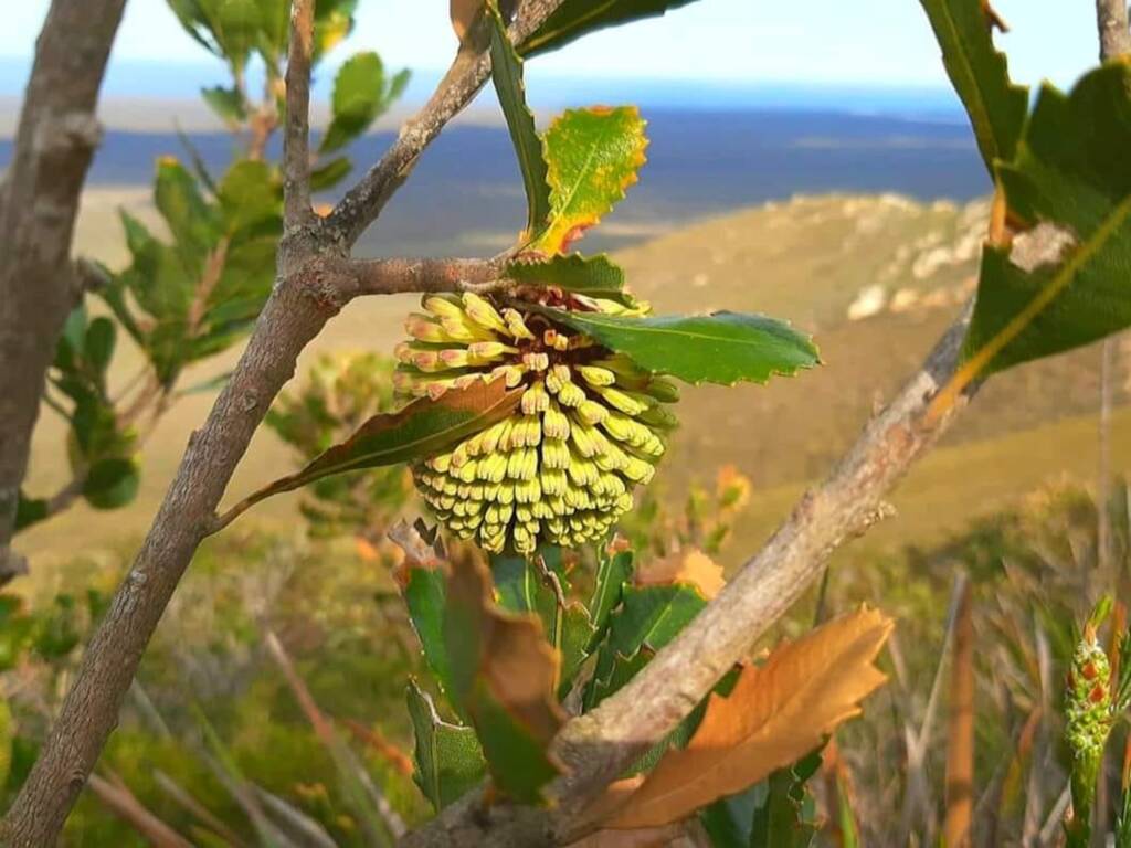 Banksia lemanniana (Yellow lantern Banksia), Stirling Range NP / Sth Coast WA © Terry Dunham