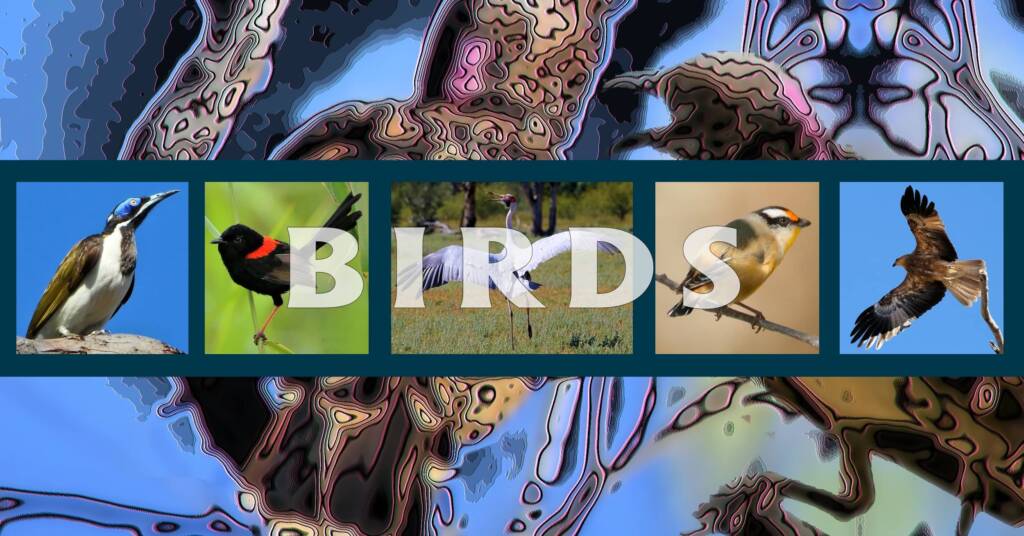Birds (Aves) - Ausemade filmstrip