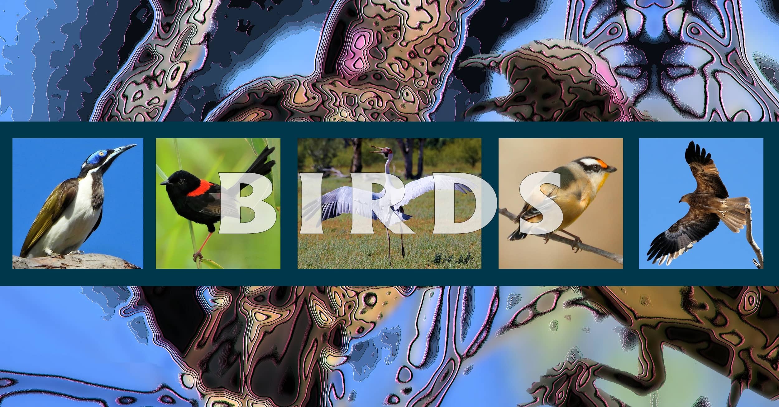 Birds (Aves) - Ausemade filmstrip