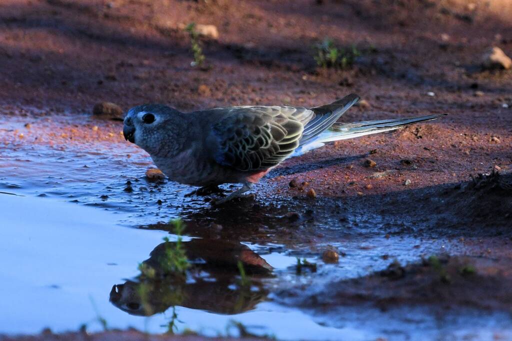 Bourke's Parrot (Neopsephotus bourkii) at sunrise, Kunoth Bore NT © Dorothy Latimer