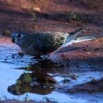 Bourke's Parrot (Neopsephotus bourkii) at sunrise, Kunoth Bore NT © Dorothy Latimer