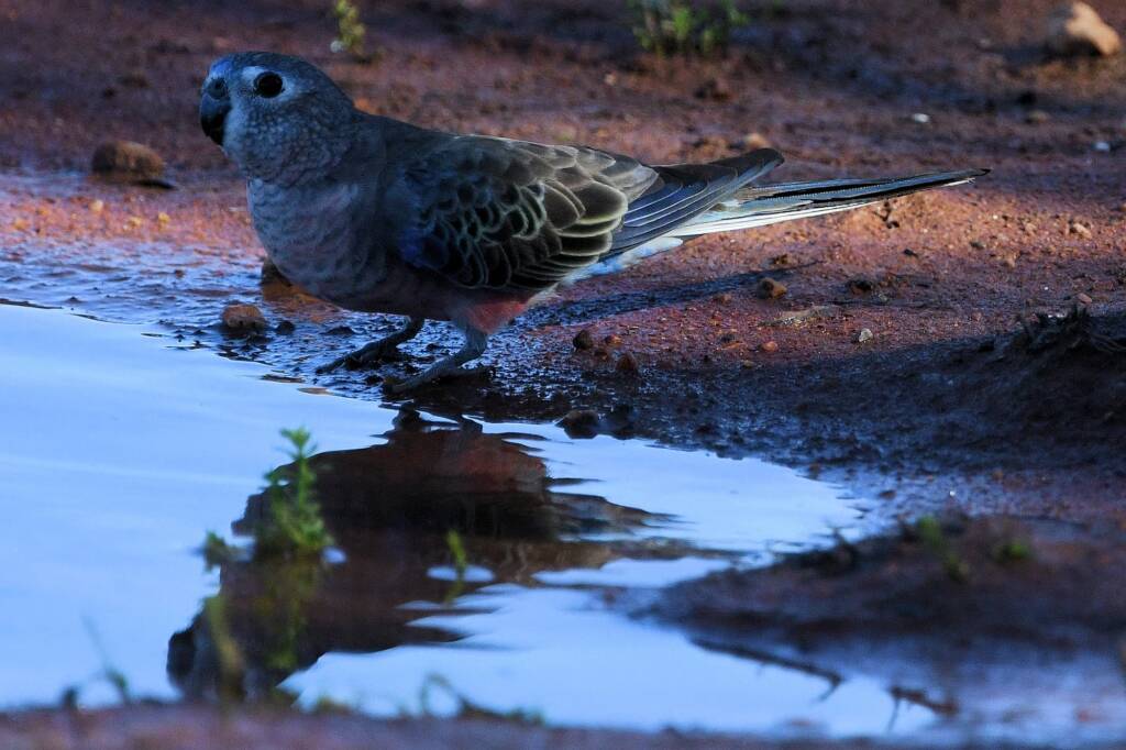 Bourke's Parrot (Neopsephotus bourkii) at sunrise, Kunoth Bore NT © Dorothy Latimer