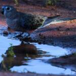 Bourke's Parrot (Neopsephotus bourkii) at sunrise, Kunoth Bore NT © Dorothy Latimer