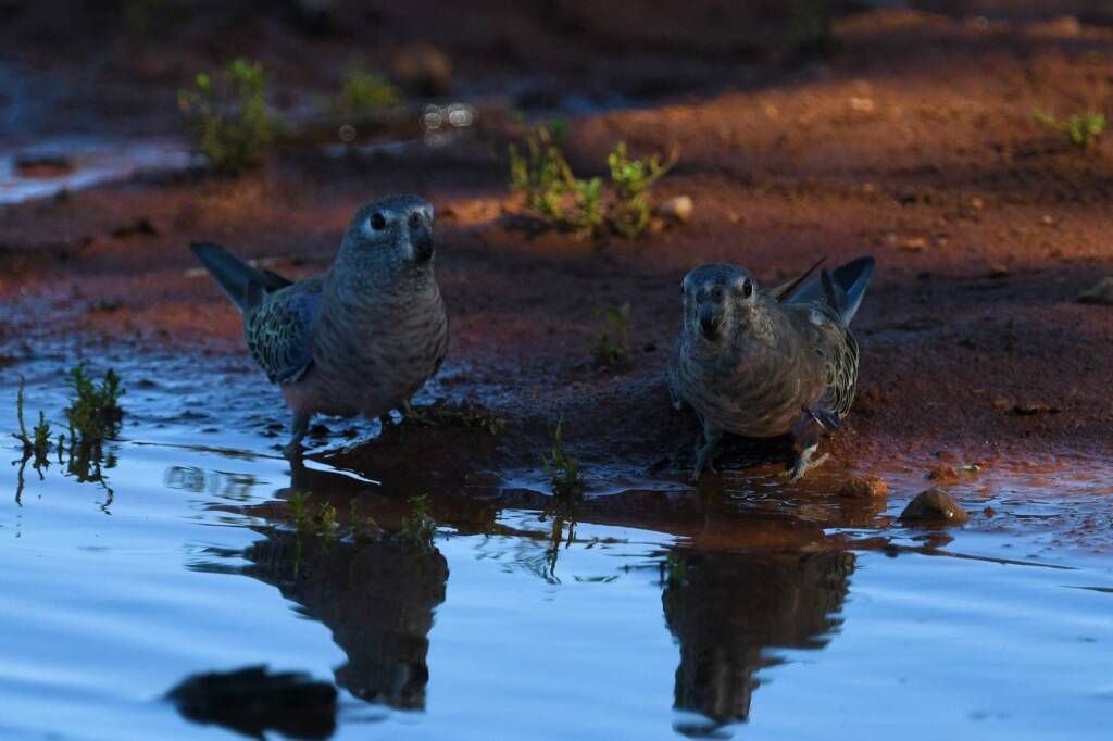 Bourke's Parrot (Neopsephotus bourkii) at sunrise, Kunoth Bore NT © Dorothy Latimer