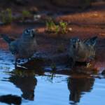 Bourke's Parrot (Neopsephotus bourkii) at sunrise, Kunoth Bore NT © Dorothy Latimer