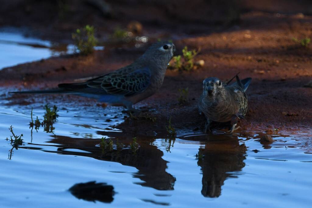 Bourke's Parrot (Neopsephotus bourkii) at sunrise, Kunoth Bore NT © Dorothy Latimer