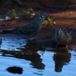 Bourke's Parrot (Neopsephotus bourkii) at sunrise, Kunoth Bore NT © Dorothy Latimer