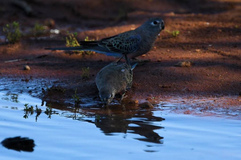 Bourke's Parrot (Neopsephotus bourkii) at sunrise, Kunoth Bore NT © Dorothy Latimer