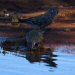 Bourke's Parrot (Neopsephotus bourkii) at sunrise, Kunoth Bore NT © Dorothy Latimer
