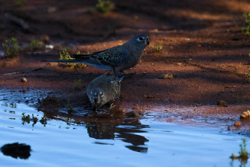 Bourke's Parrot (Neopsephotus bourkii) at sunrise, Kunoth Bore NT © Dorothy Latimer