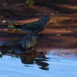 Bourke's Parrot (Neopsephotus bourkii) at sunrise, Kunoth Bore NT © Dorothy Latimer