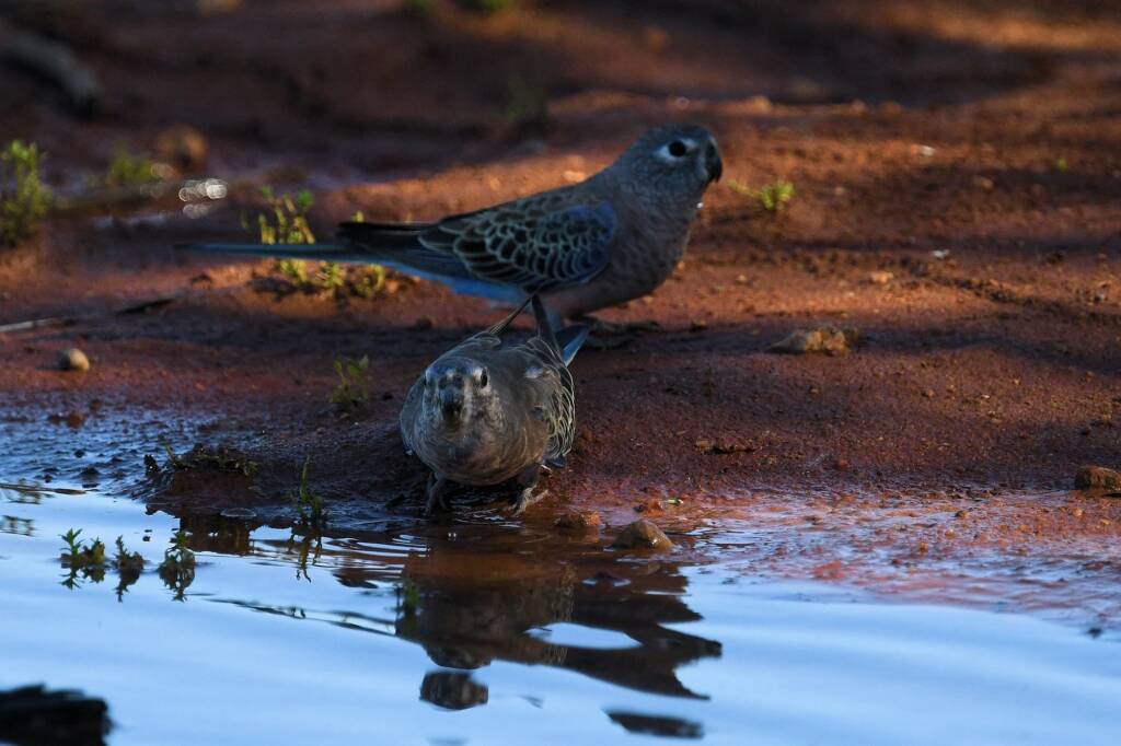 Bourke's Parrot (Neopsephotus bourkii) at sunrise, Kunoth Bore NT © Dorothy Latimer