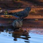 Bourke's Parrot (Neopsephotus bourkii) at sunrise, Kunoth Bore NT © Dorothy Latimer