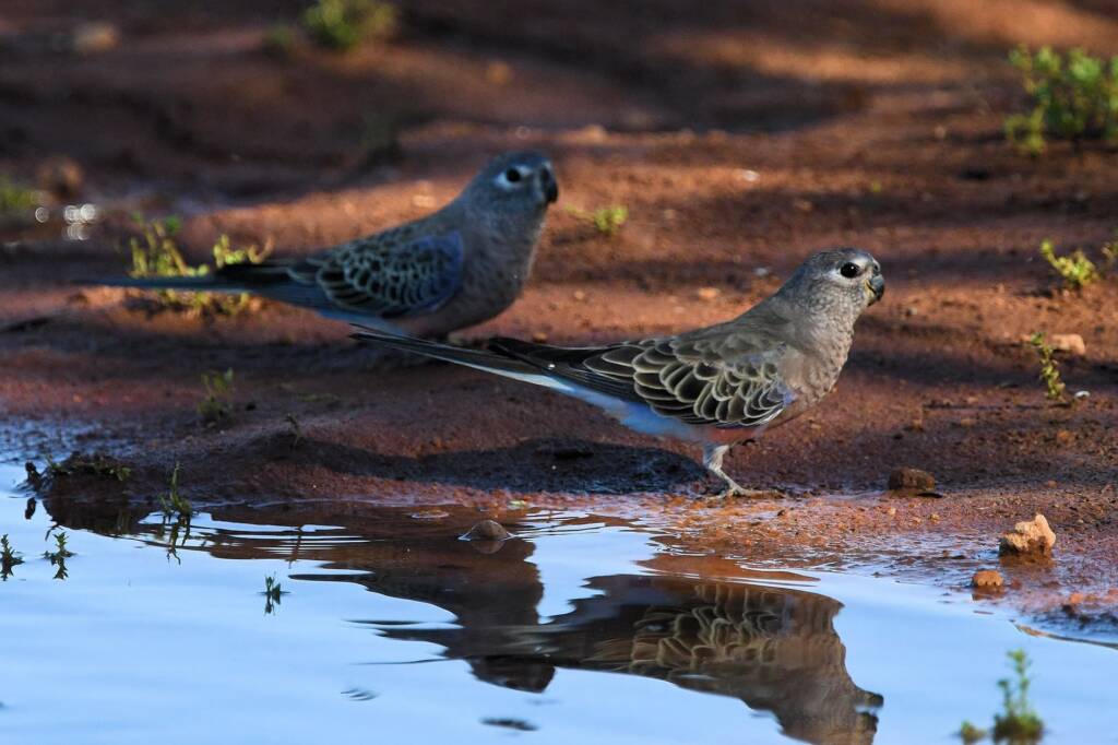 Bourke's Parrot (Neopsephotus bourkii) at sunrise, Kunoth Bore NT © Dorothy Latimer