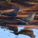 Bourke's Parrot (Neopsephotus bourkii) at sunrise, Kunoth Bore NT © Dorothy Latimer