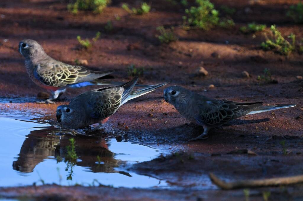 Bourke's Parrot (Neopsephotus bourkii) at sunrise, Kunoth Bore NT © Dorothy Latimer