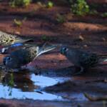 Bourke's Parrot (Neopsephotus bourkii) at sunrise, Kunoth Bore NT © Dorothy Latimer