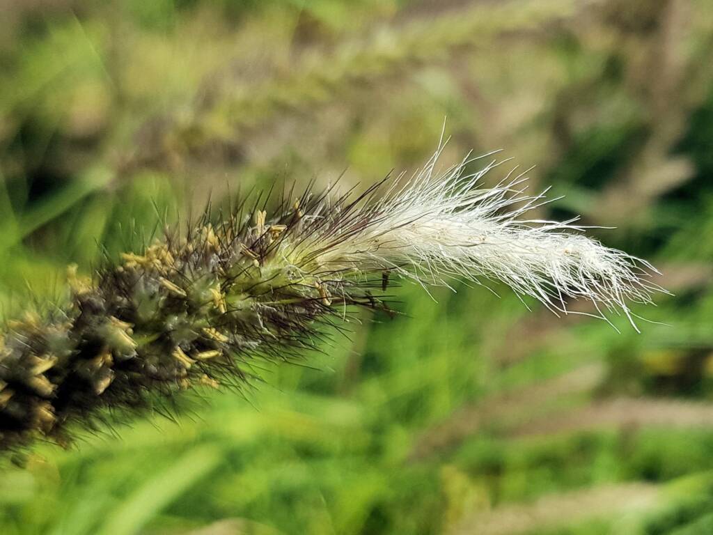 Buffel grass (Cenchrus ciliaris), Alice Springs, NT