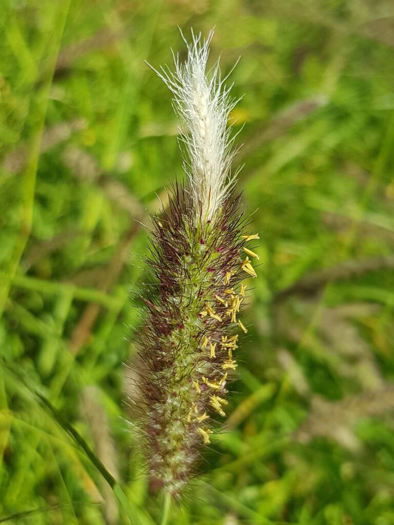 Buffel grass (Cenchrus ciliaris), Alice Springs, NT