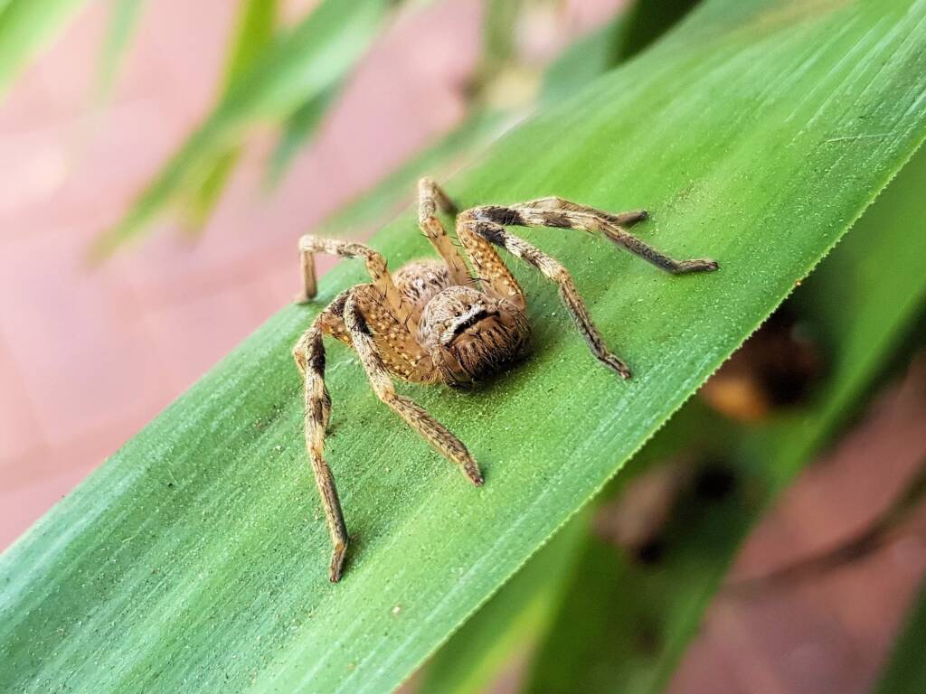 Badge Huntsman Spider (from the "calligaster group"), Alice Springs NT