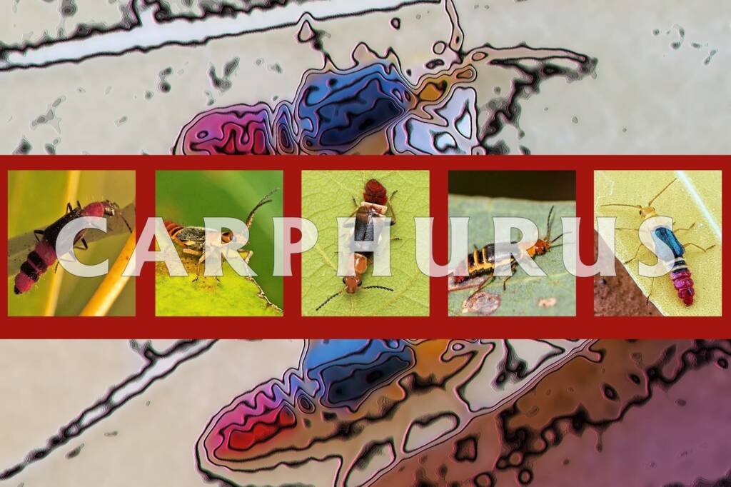 Carphurus - Ausemade filmstrip