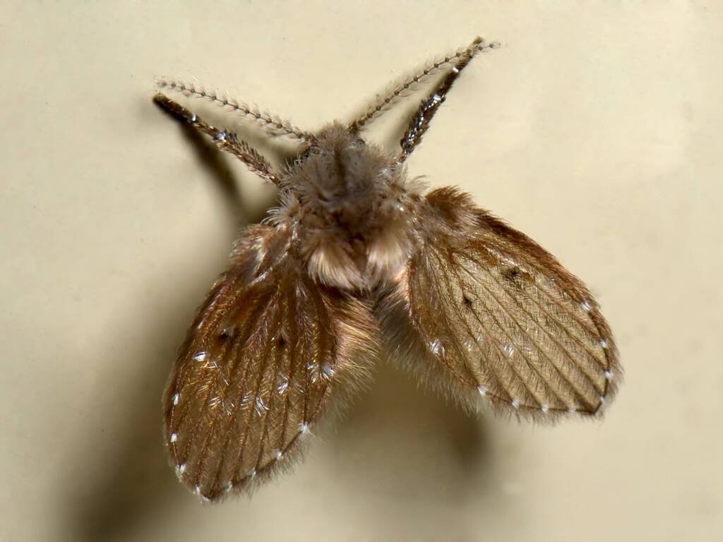 Clogmia sp (Moth Fly), Swan View WA © Jean and Fred Hort