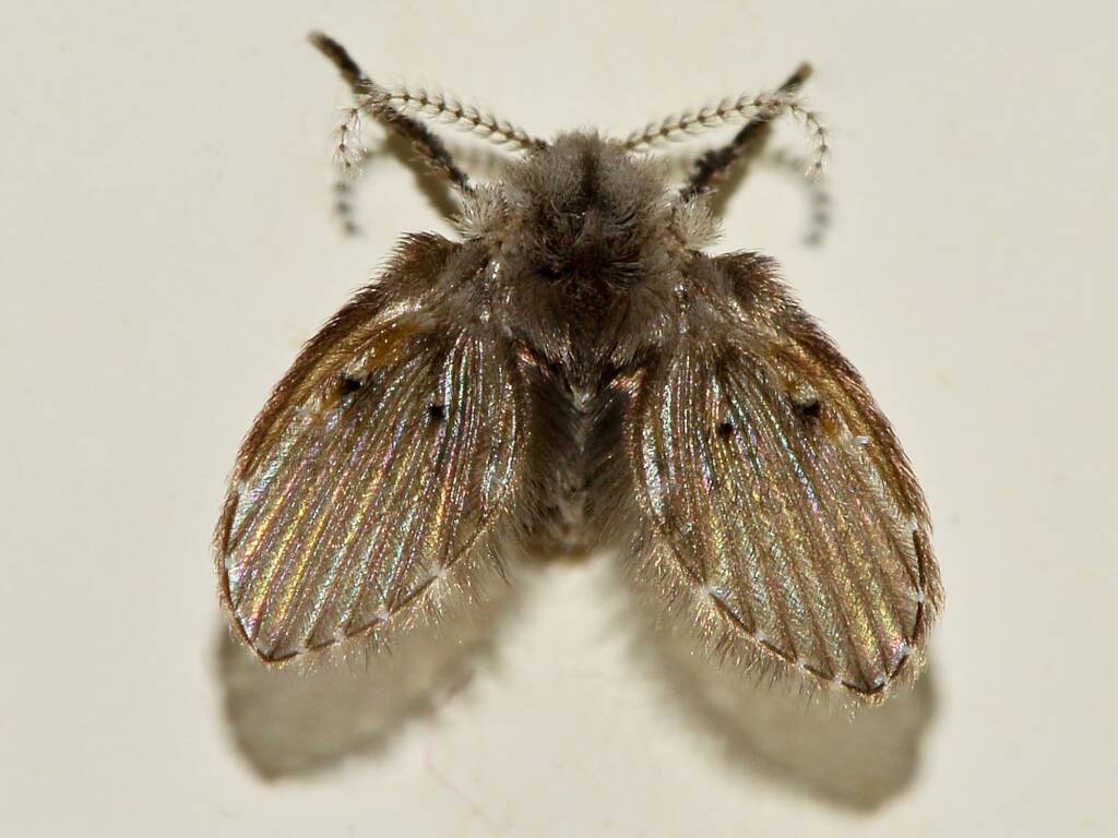 Clogmia sp (Moth Fly), Swan View WA © Jean and Fred Hort