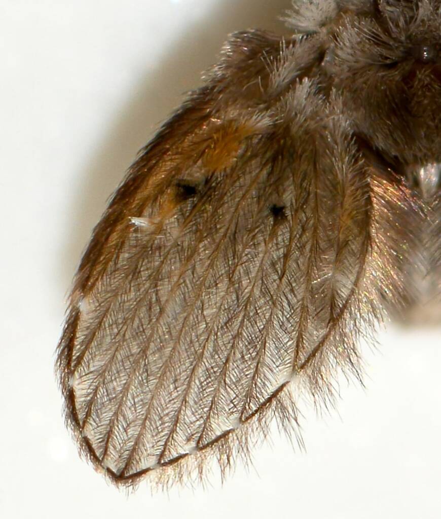 Clogmia sp (Moth Fly), Swan View WA © Jean and Fred Hort