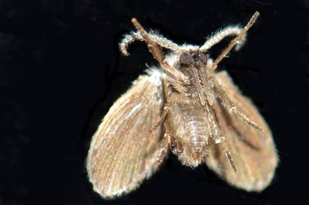 Clogmia sp (Moth Fly), Swan View WA © Jean and Fred Hort