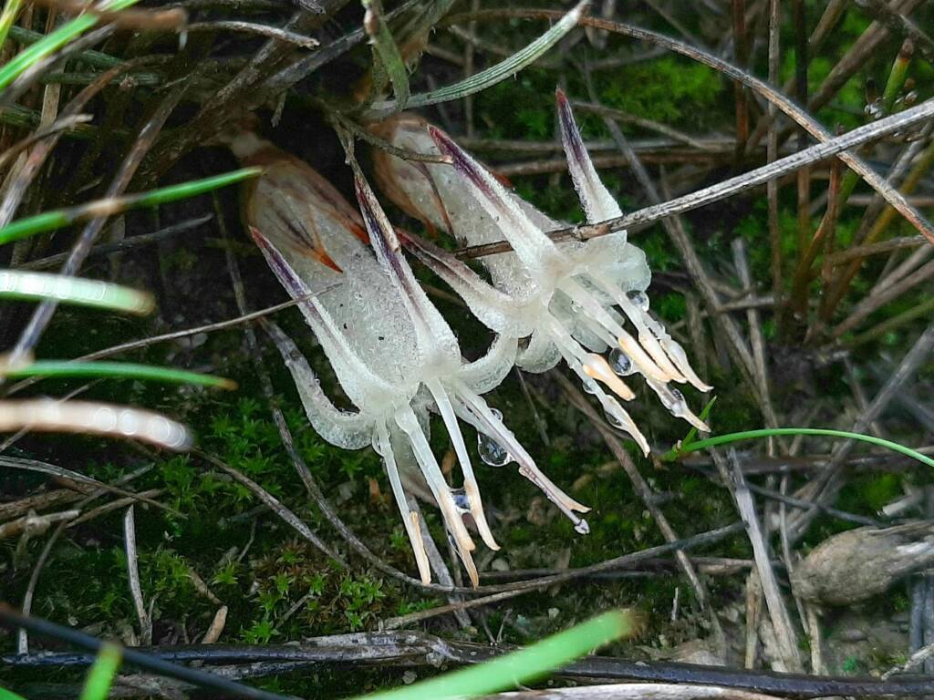 Conostylis argentea, Stirling Range National Park / Gnowangerup Shire WA © Terry Dunham
