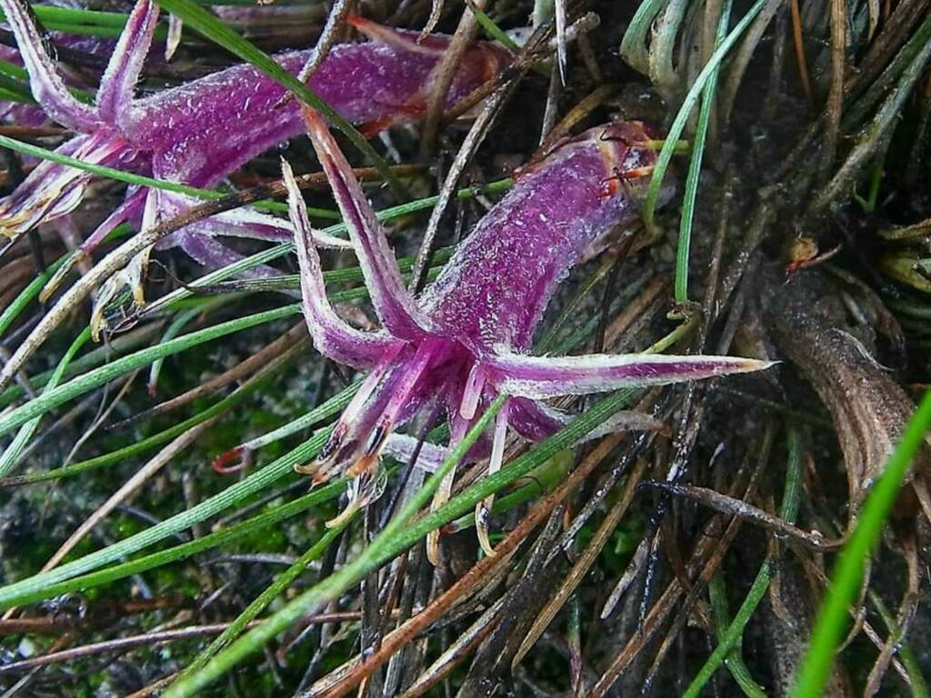 Conostylis argentea, Stirling Range National Park / Gnowangerup Shire WA © Terry Dunham