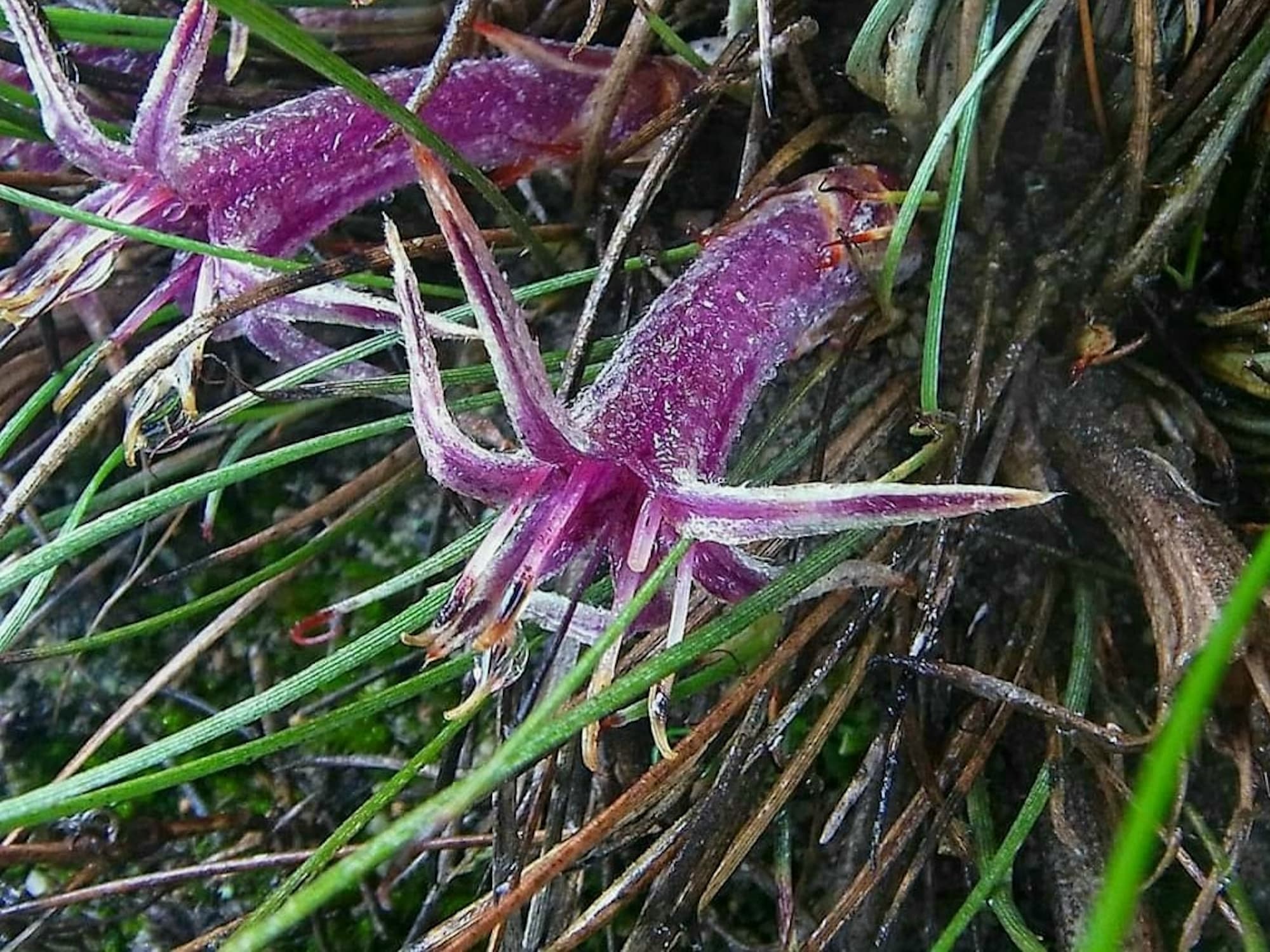 Conostylis argentea, Stirling Range National Park / Gnowangerup Shire WA © Terry Dunham
