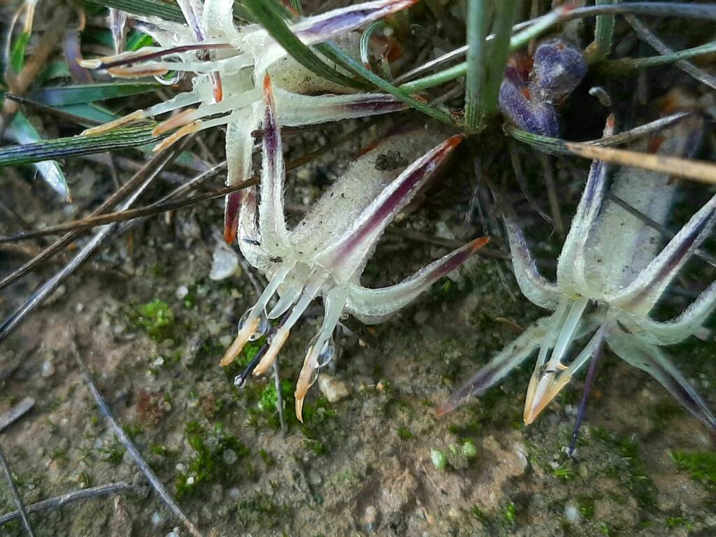 Conostylis argentea, Stirling Range National Park / Gnowangerup Shire WA © Terry Dunham