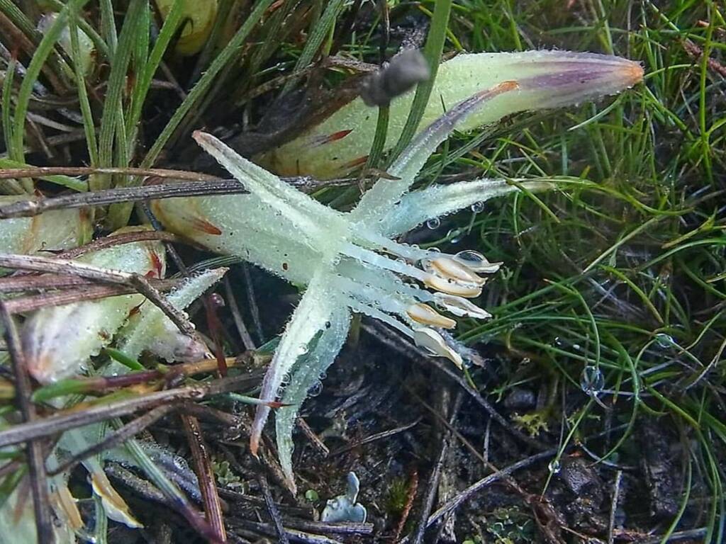 Conostylis argentea, Stirling Range National Park / Gnowangerup Shire WA © Terry Dunham