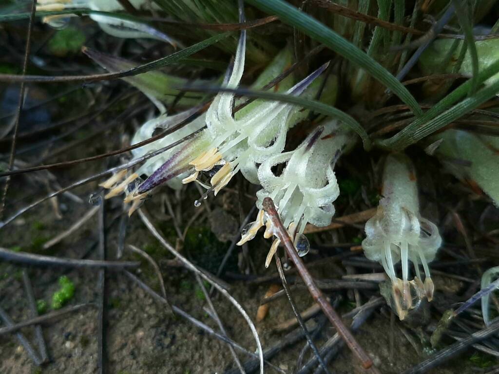 Conostylis argentea, Stirling Range National Park / Gnowangerup Shire WA © Terry Dunham